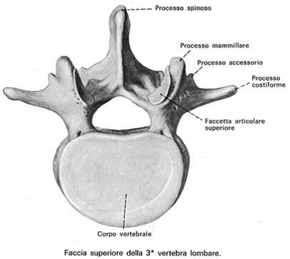 La schiena - Rachide lombare